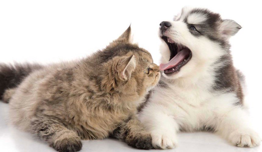 WestmountAnimal's tweet photo. DYK that dental health is a very important part of your pet’s overall health? Test your knowledge about your pet's oral health at https://t.co/0FSvkCUjrz  Remember healthy pet has healthy teeth! #oralhealth #yycpets #petsmatter #veterinarycare https://t.co/Zy4HX2zL39