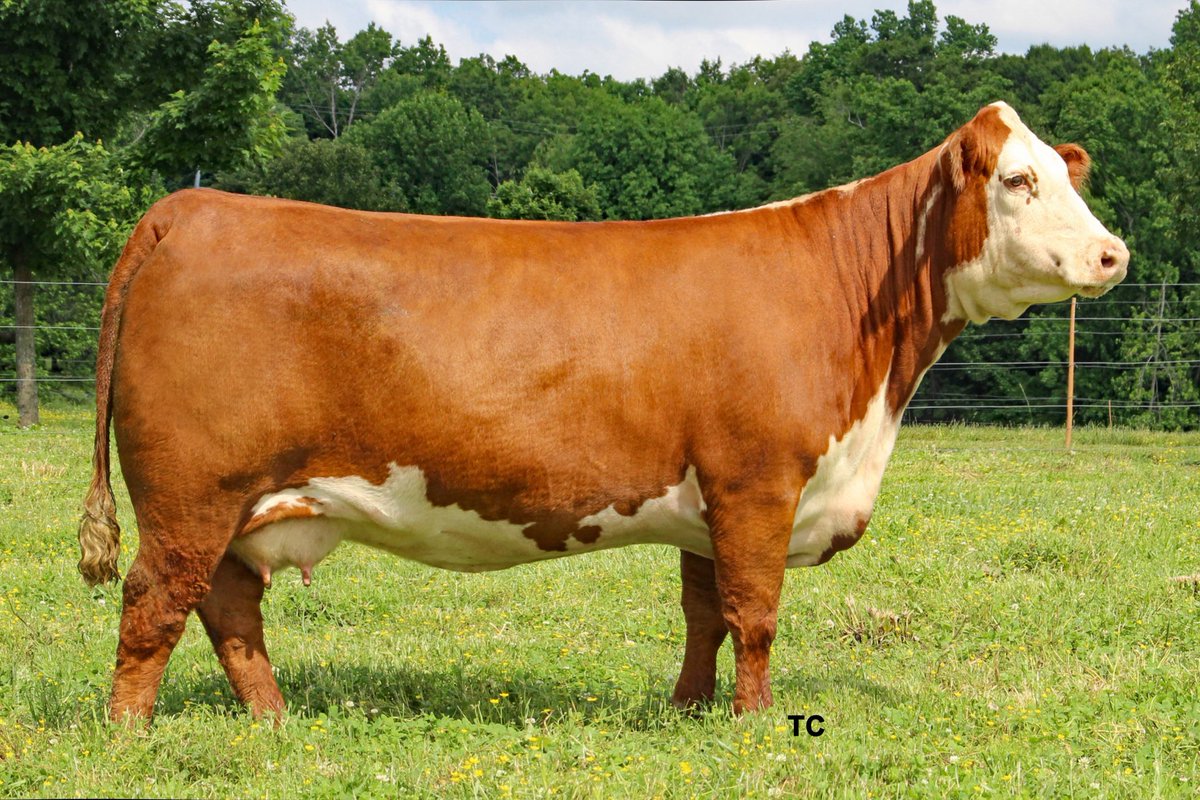 eric6356's tweet image. Frozen Embryos sell tomorrow night at the 
Mike High Eve sale
Sired by /S Mandate
F Final Test 722
Bar Star Magnitude