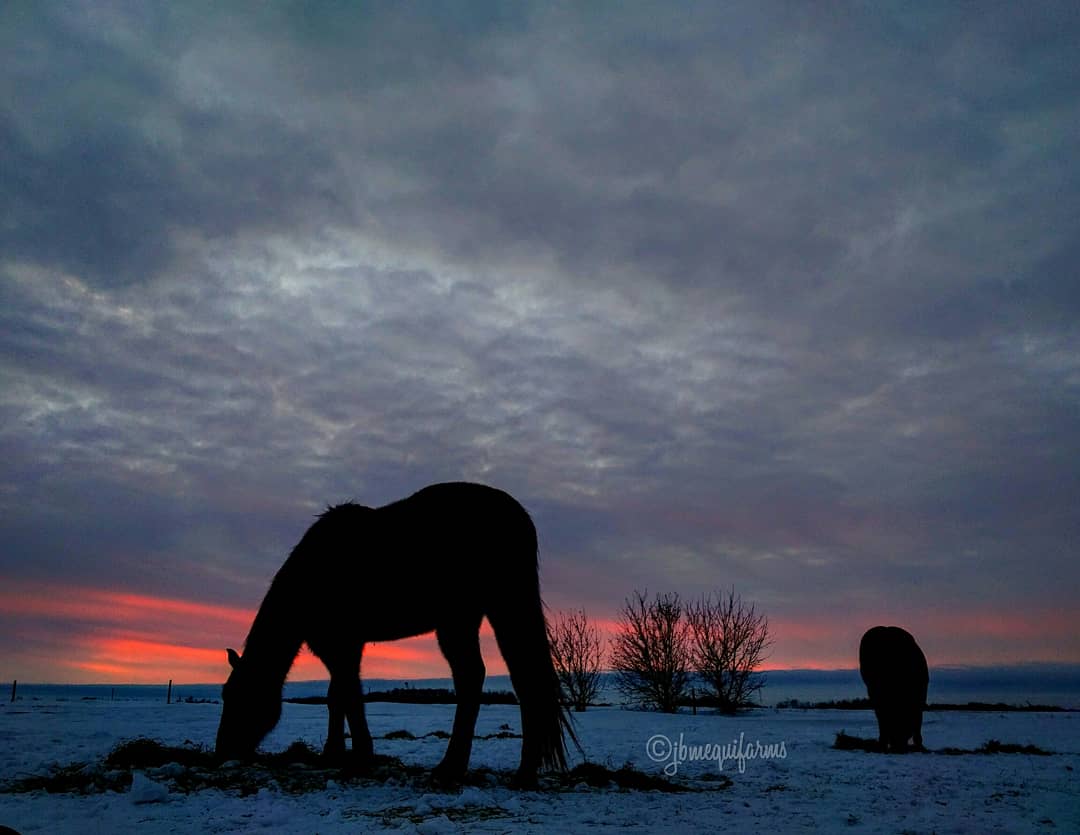 JBMEquiFarms's tweet photo. When you've decided to try to capture a #sunsetaday and all of a sudden it gets grey and boring but you've dressed for minus 30 you wait #belikeblue #hangout # https://t.co/zUaLKYuFD9