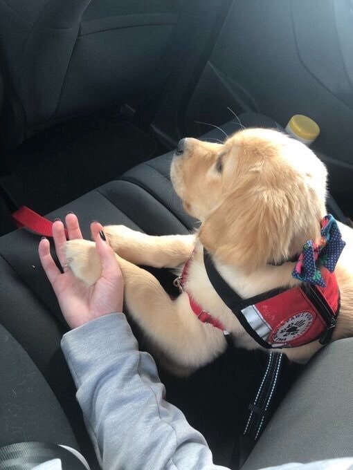 dog_rates's tweet photo. This is Polka. She’s training to be a service pup, but cars are still scary so please hold her paw. 12/10 would never let go https://t.co/I4wogNtrkK