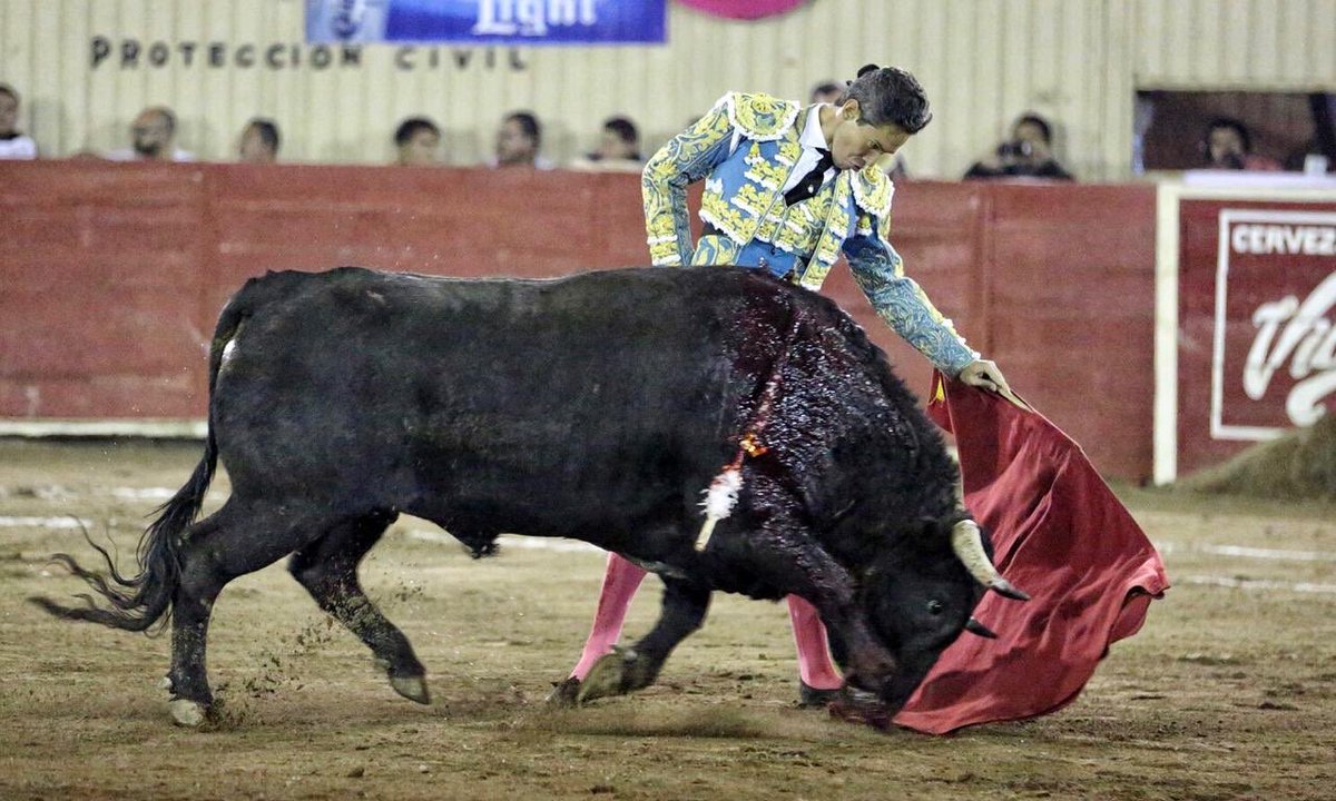 ntrtoros's tweet photo. #Moroleón 🇲🇽 Dos orejas para Diego Silveti que cuaja buena faena a “Don Juan”, de #Barralva, de buen juego, de arrastre lento. #somosntrtoros #moroleón2019 #paltoro #silveti
📷 Manolo Briones / NTR Toros https://t.co/eMy2hTd6P4