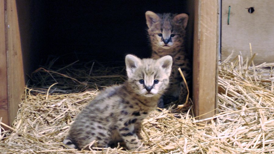 多摩動物公園の双子のサーバルキャットさんがデビュー さっそく会いに行ってきた人たちがメロメロ 顔がニョーンとなってしまったチビ Togetter 多摩動物公園の双子のサーバルキャットさんがデビュー さっそく会いに行ってきた人たちがメロメロ 顔がニョーンとなってしまったチビ Togetter