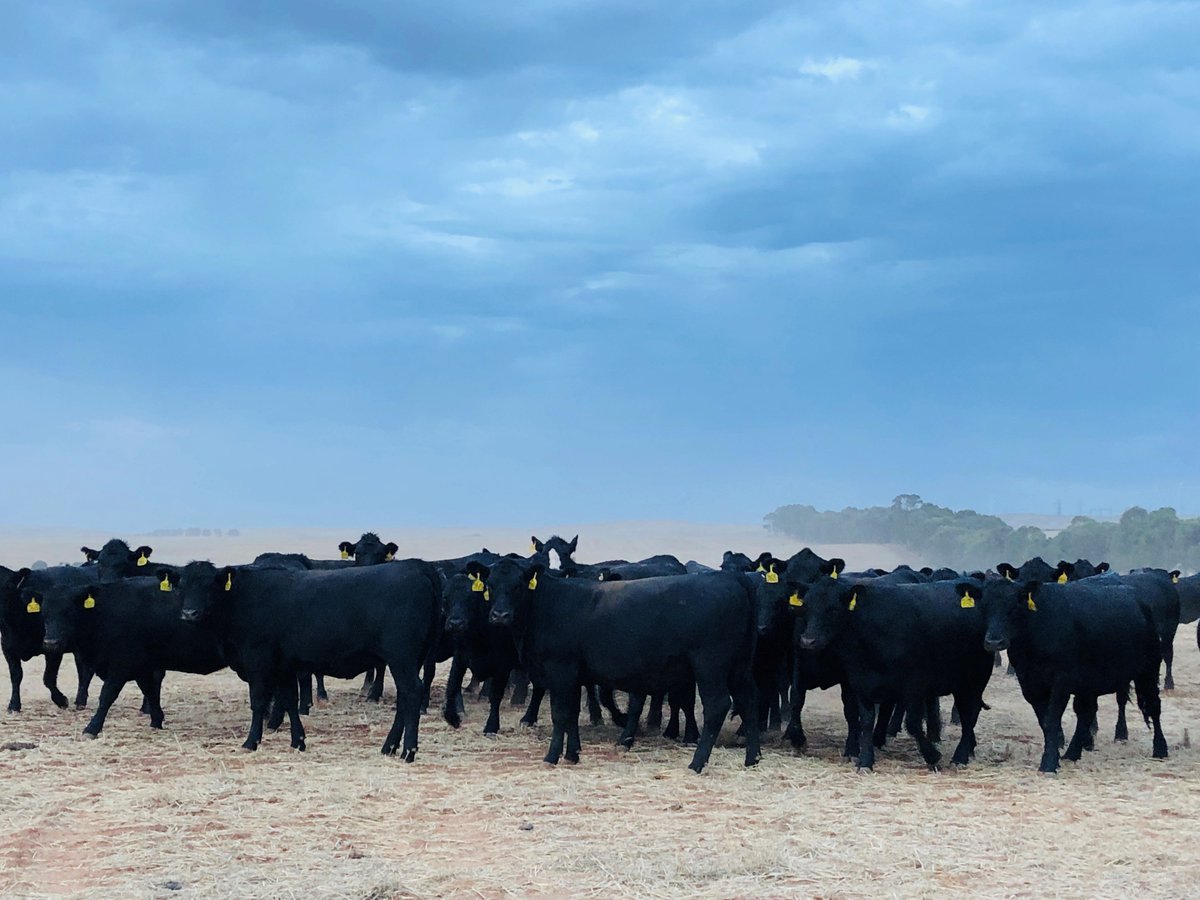 PrincessRoyalSt's tweet photo. Are you after an interesting read to fill in some time? Check out our blog page here #Agriculture #Cattle #AustralianAgriculture #Farmingblog || https://t.co/Qi0ZqD7S08 https://t.co/PGVlqF5WFD