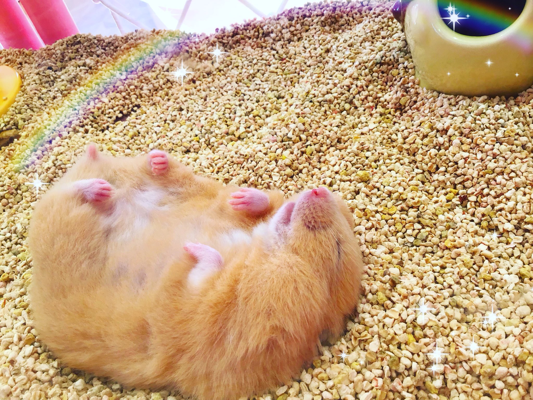Twitter 上的 原宿かわいい動物園 キンクマたんの寝姿は原宿を救う ほっぺいっぱいにしたままねんね中zzz はむすたぐらむ ハムスター 動物カフェ きんくま 原宿 竹下通り カピバラ ミーアキャット カピバラカフェ エキゾチックアニマル かわいい Twitter 上的 原宿かわいい動物園 キンクマたんの寝姿は原宿を救う ほっぺいっぱいにしたままねんね中zzz はむすたぐらむ ハムスター 動物カフェ きんくま 原宿 竹下通り カピバラ ミーアキャット カピバラカフェ エキゾチックアニマル かわいい