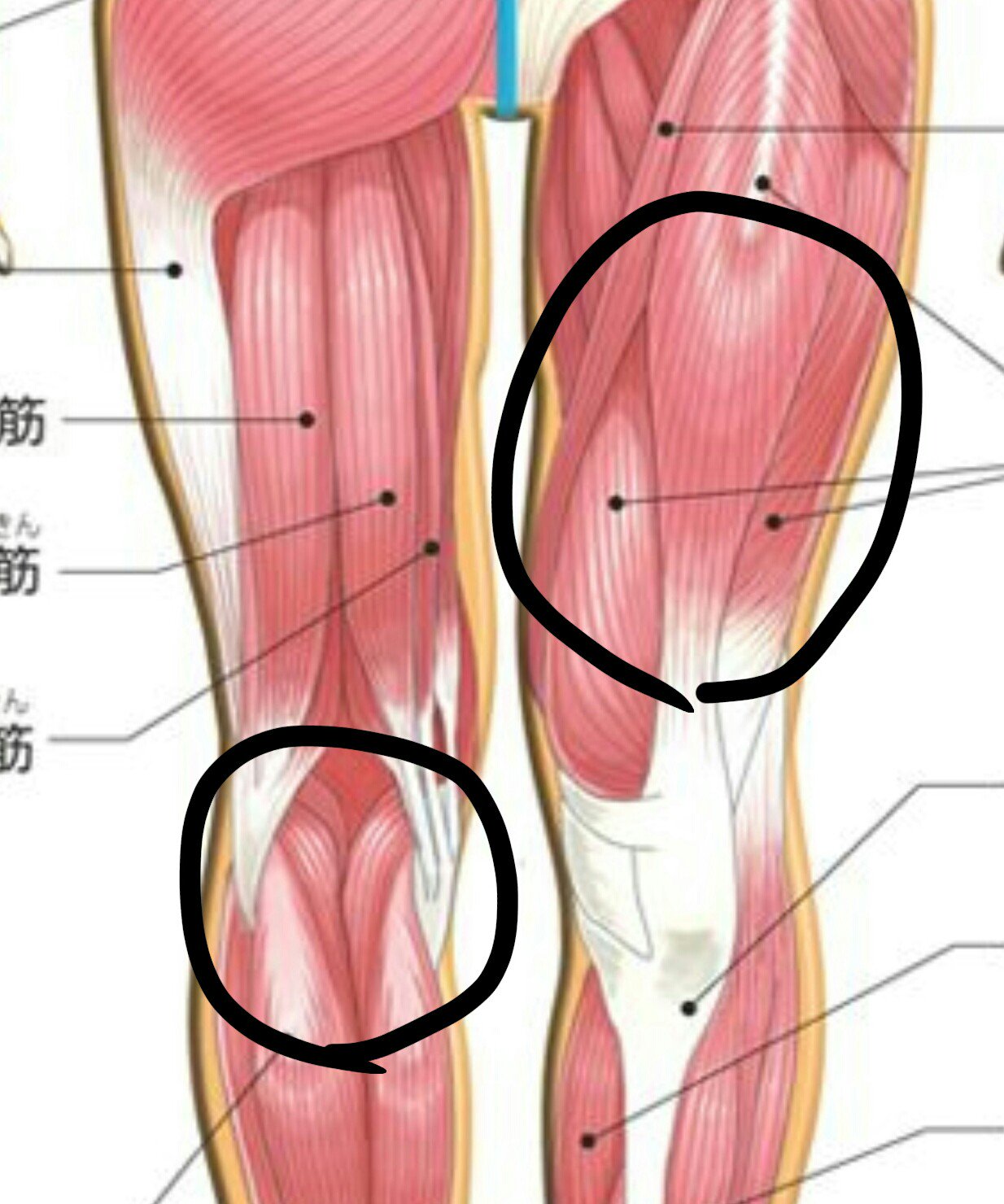 じるた บนทว ตเตอร 脚は前面の腿も膝裏もすごくいい 腿 右 の真ん中が明るくなってサイドから逆三角形に影ができるのがとんでもなく色っぽいと思ってるし膝裏のつなぎ目も熱い T Co Exes4nyov4 ทว ตเตอร
