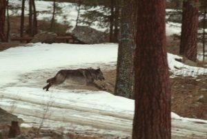 protectthewolve's tweet photo. Idaho wolf control board seeks $200,000 to kill wolves - #CutOffUSDAWildlifeServicesFunding #EndangeredSpeciesList #WolvesInYellowstone -
BOISE, Idaho (AP) - A member of an Idaho board that manages money to pay a federal and state agency to ... - https://t.co/tVsczrCazb - https://t.co/ONKaTLN4zr