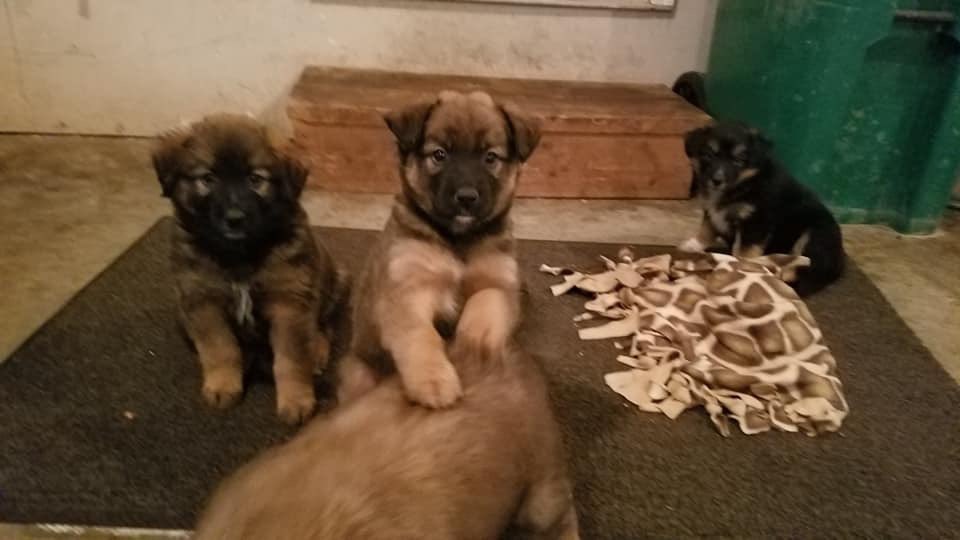 MidwestNinerFan's tweet photo. Today my dad sent me pictures of these dogs. I’ve never had a dog, my parents have always said no. After negotiating with my dad, he agreed that if this tweet gets 5k retweets, we can get one. Twitter please do your thing!! https://t.co/MZ3WKaTKh1