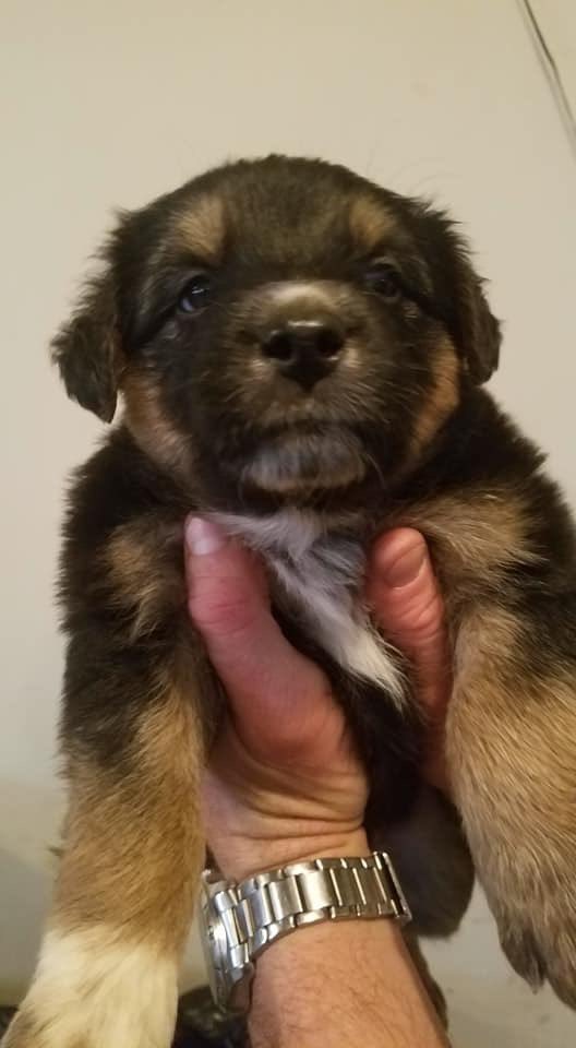 MidwestNinerFan's tweet photo. Today my dad sent me pictures of these dogs. I’ve never had a dog, my parents have always said no. After negotiating with my dad, he agreed that if this tweet gets 5k retweets, we can get one. Twitter please do your thing!! https://t.co/MZ3WKaTKh1
