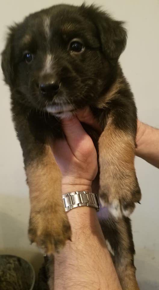 MidwestNinerFan's tweet photo. Today my dad sent me pictures of these dogs. I’ve never had a dog, my parents have always said no. After negotiating with my dad, he agreed that if this tweet gets 5k retweets, we can get one. Twitter please do your thing!! https://t.co/MZ3WKaTKh1