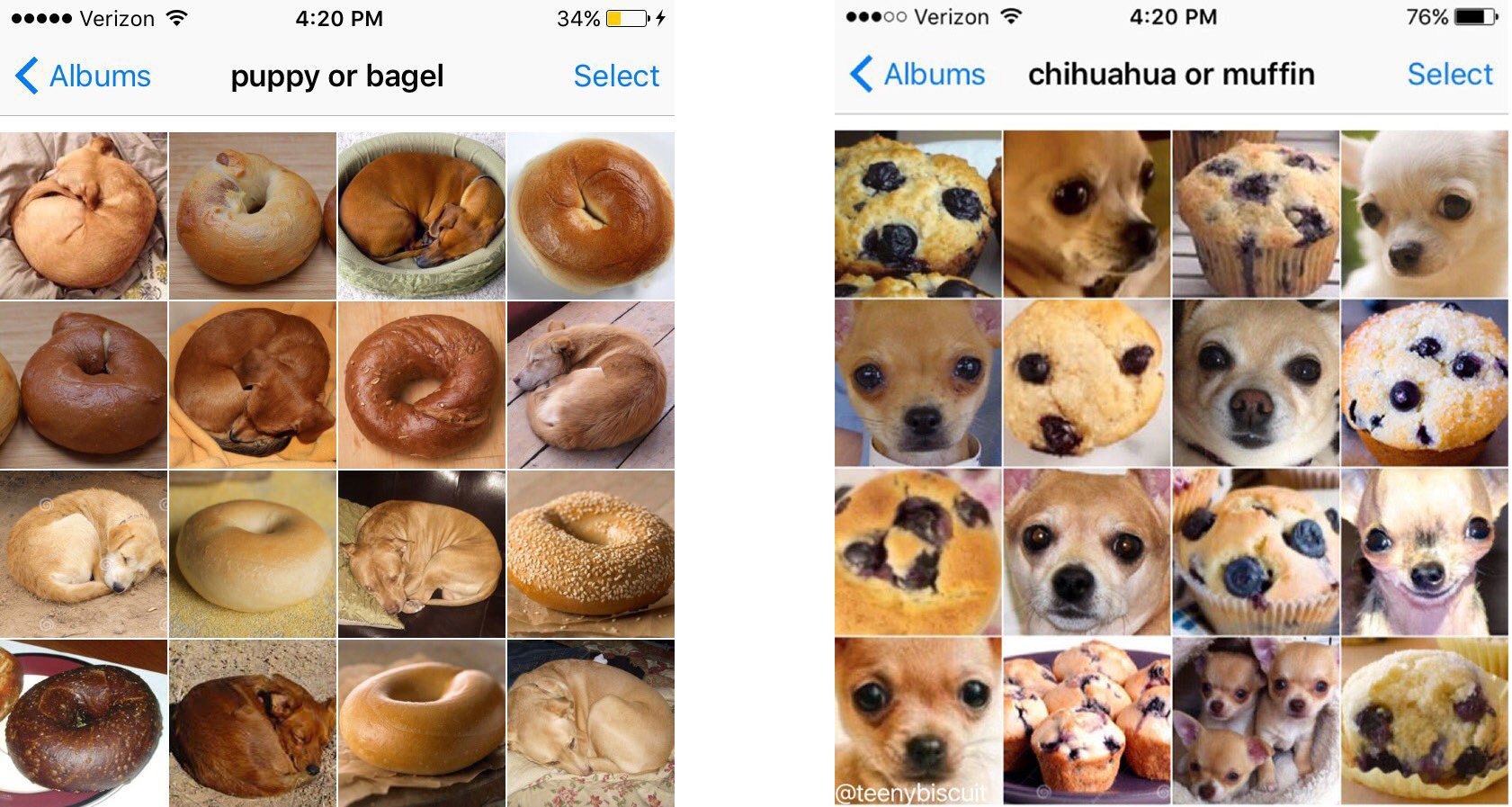 Tim Stearns on X: "I use @teenybiscuit's wonderful animal vs. food images when I teach 1st-year undergrads about the challenges that AI faces in image recognition tasks that we're good at, but