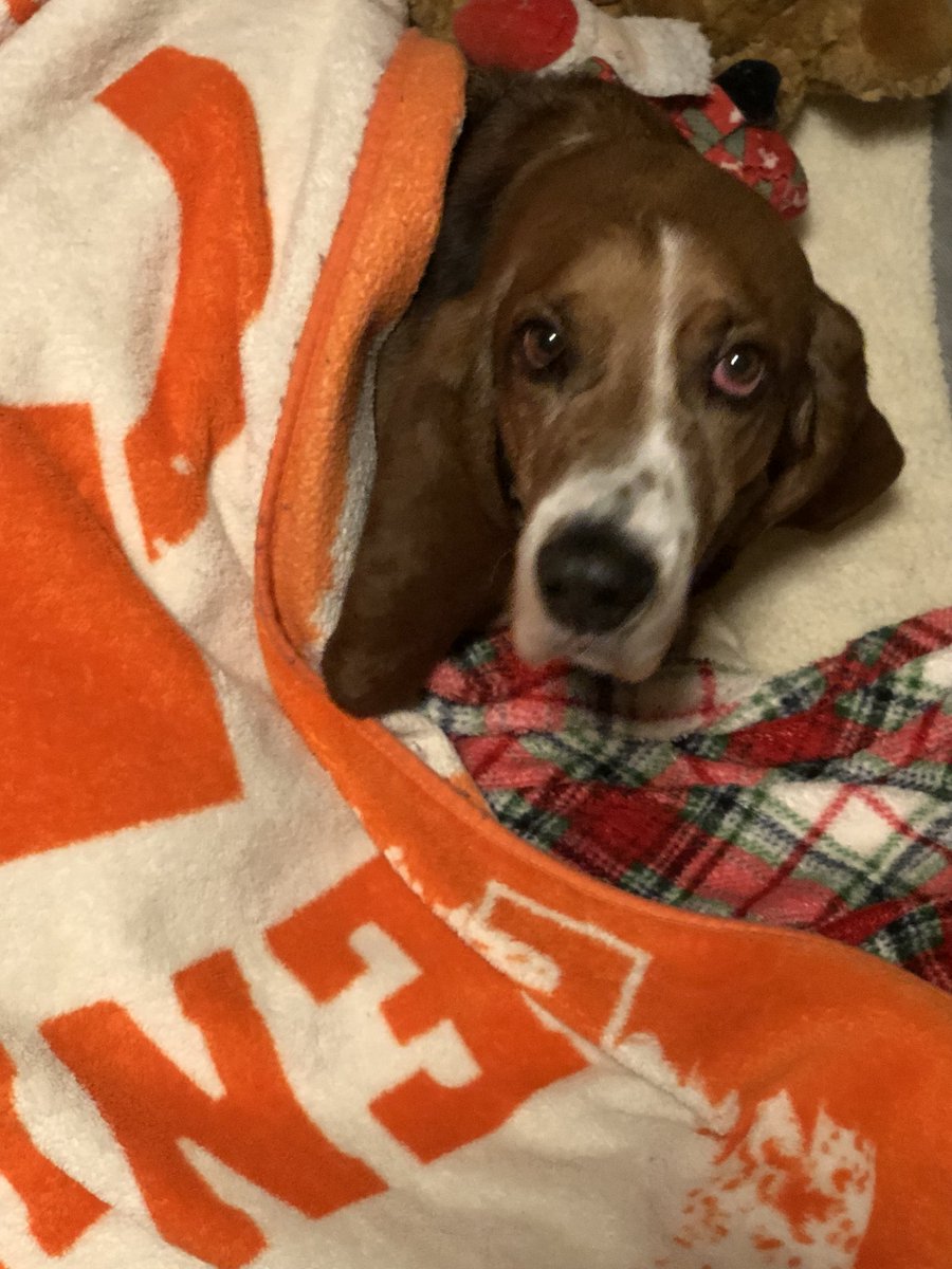 mitzihook's tweet photo. This sweet boy is all tucked in for the night cutest hound ever😘 https://t.co/ECidm9p1Y4