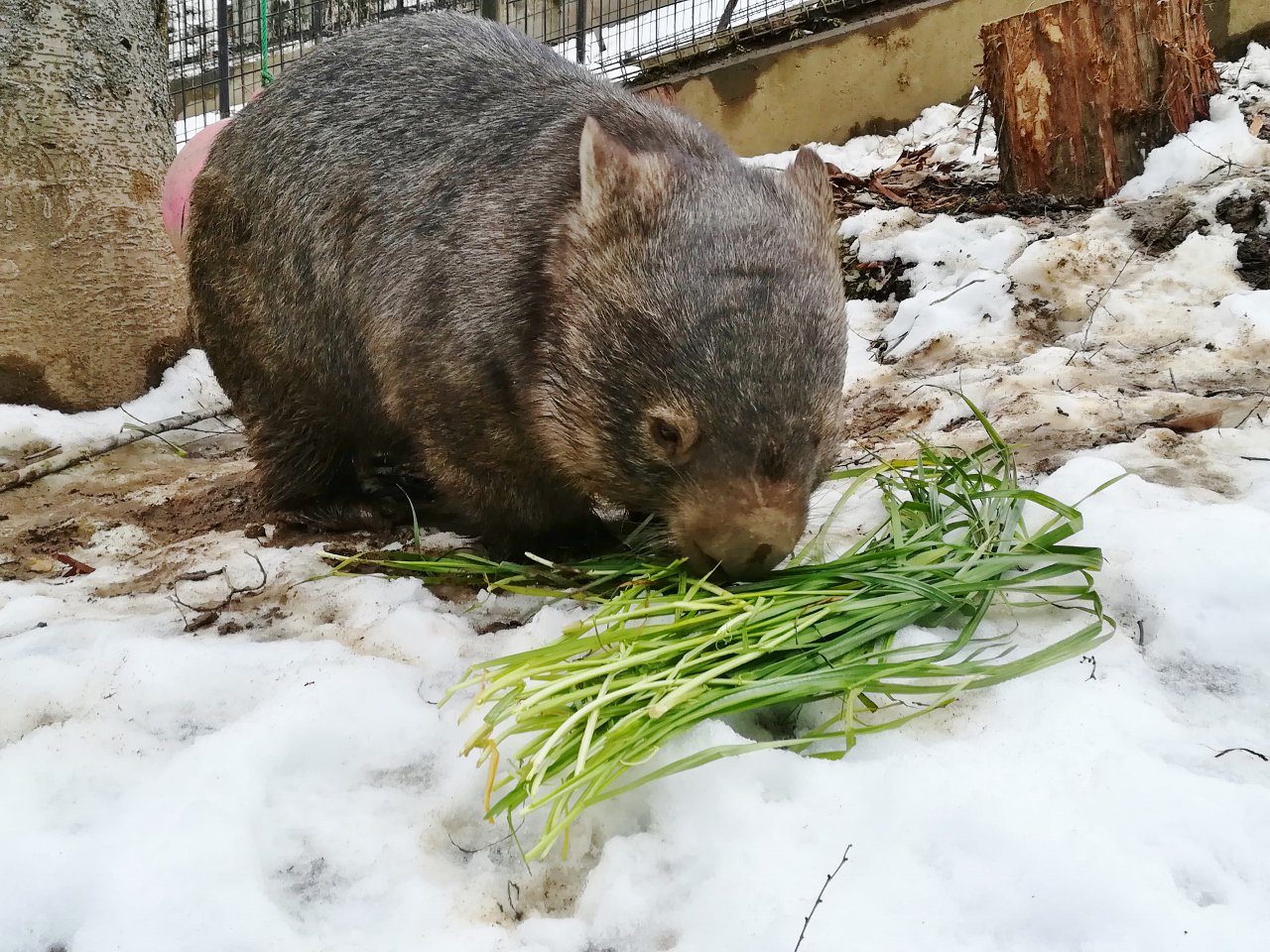名古屋市東山動植物園 茶臼山動物園へ出張だったので ひさしぶりのウォレスに会ってきました 元気そうでなにより モモコとなかよくね ウォンバット ウォレス 茶臼山動物園 東山動植物園 T Co Q3muhlr2yn Twitter