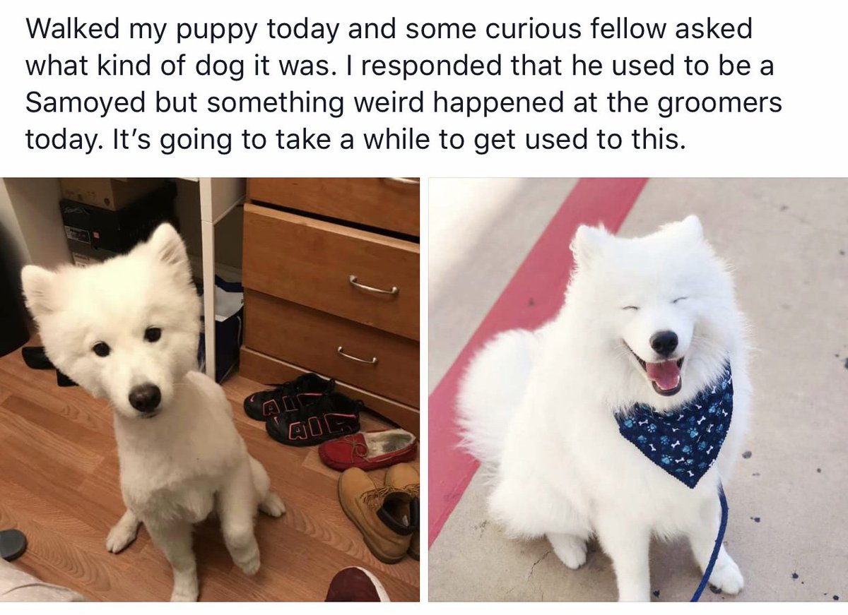 KingofEloHell's tweet photo. My puppy looks so strange now. I can’t stop laughing. #captaincloud #samoyed #dogs #puppiesofinstagram #WTH #haha https://t.co/kHq7oxoxjE