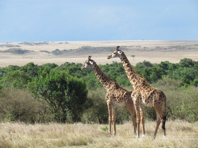 bakery_bingo's tweet photo. Safari Tips https://t.co/kuJuY5Eytv https://t.co/nGXmFUv4n5
