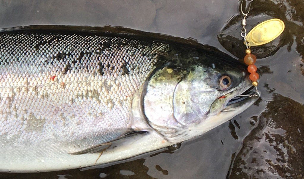 FishinElite's tweet image. Fishing Spinners elitefishingguides.com/2019/01/16/fis…