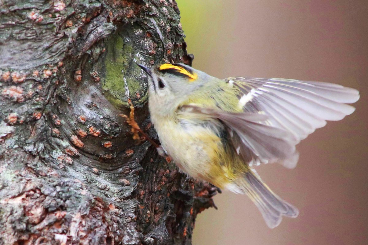 かわいい動物 全1373枚 Twitterで話題の人気画像まとめ 新着順96ページ目