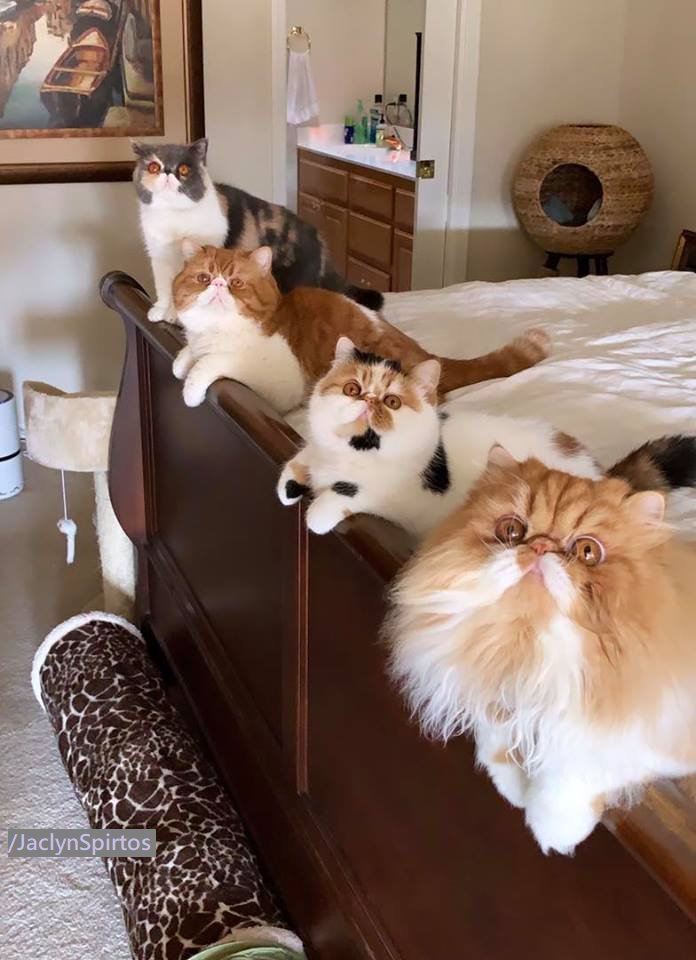 CatsOnCatnip's tweet image. Is this what heaven looks like?