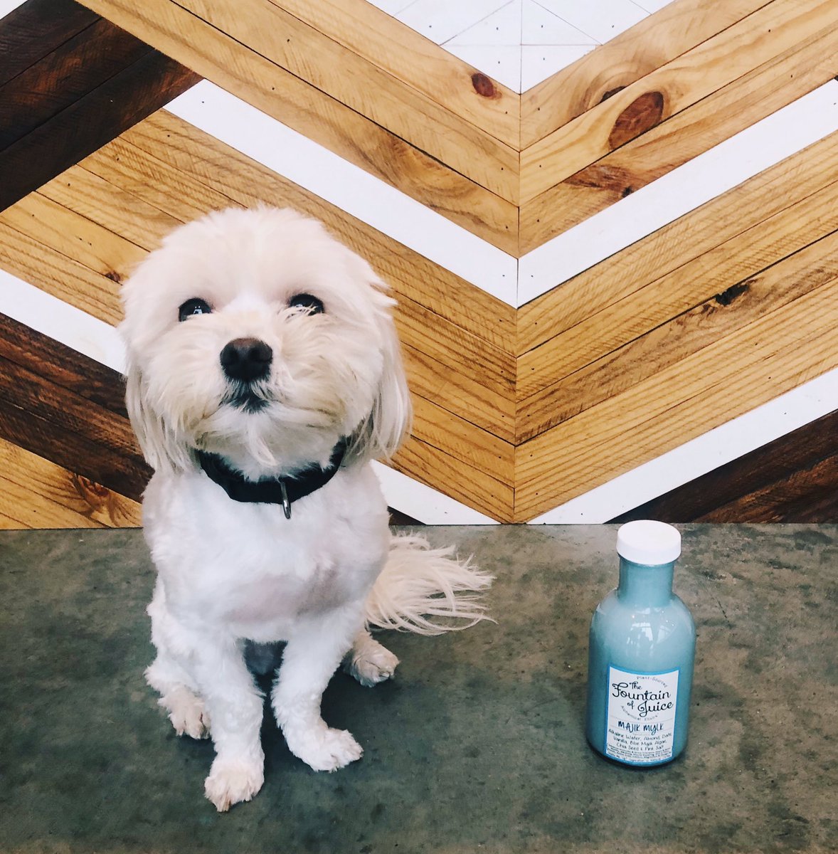 tfojuicetweets's tweet photo. It’s Majik Mylk time with this cute little pupster 💙🐶 #bowwow #bluemajik #thefountainofjuice #almondmilk #nashville #alchemicalelixir #elixirbar https://t.co/zsi5xaejxD