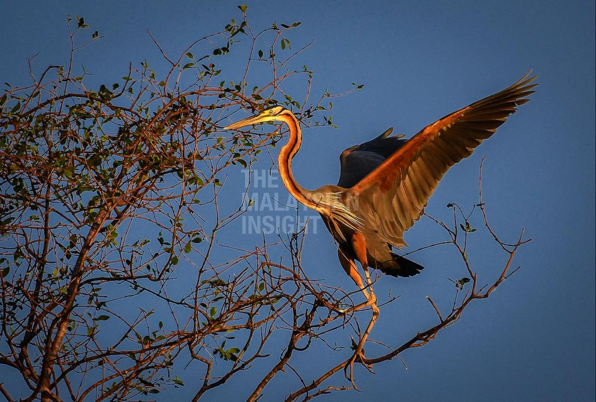 Jt On Twitter Gambar Burung Pucung Yang Dirakamkan Di Teluk