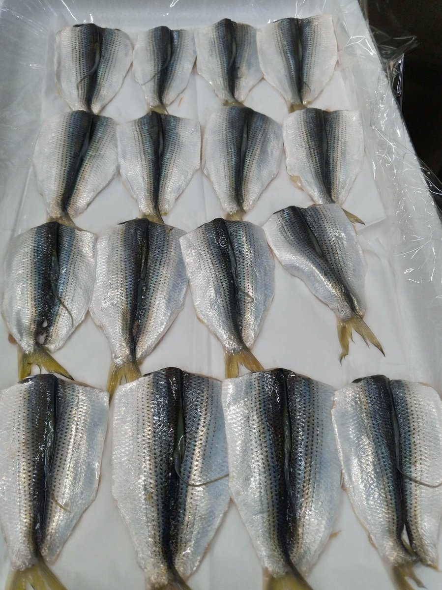 仙川町 伊藤食品 こはだが美味しくできました 仙川町伊藤食品 仙川 調布市 魚屋 鮮魚 刺身 こはだ 小鰭 自家製