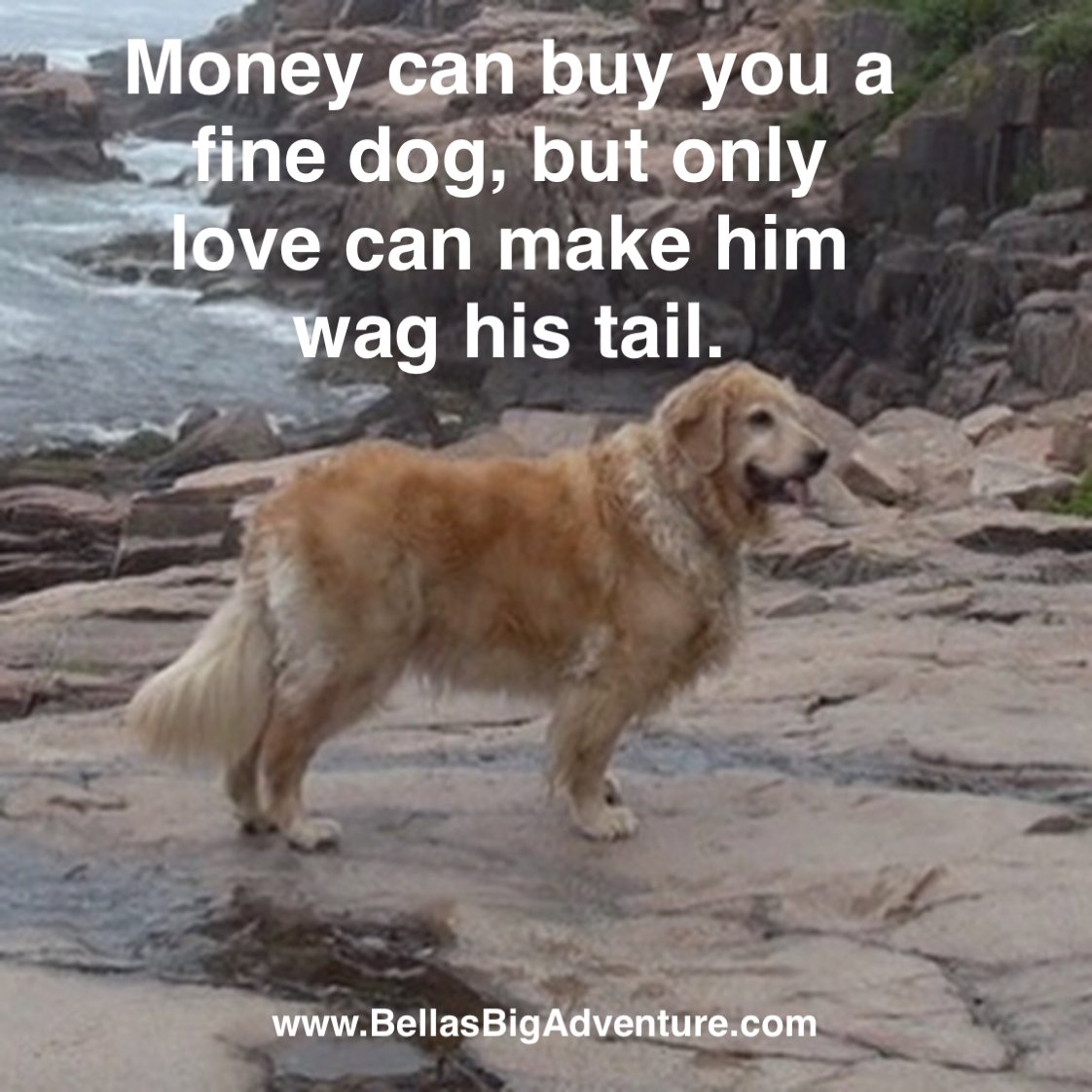 myfriend_bella's tweet photo. Share your love and adopt a dog!

#dogs #dog #love #AdoptADog #AdoptDontShop #adventure #BellasBigAdventure #puppy #puppies #animals #pets https://t.co/AGQJt6xGgq