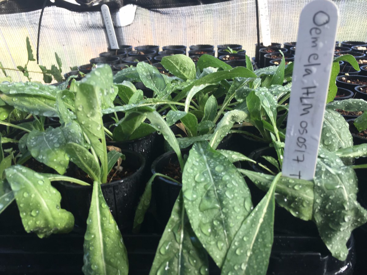 LEJ_EcoStewards's tweet photo. Join us for a volunteer shift supporting LEJ's Candlestick Point Native Plant Nursery on Saturday, January 19. https://t.co/E76LAOtrEB You can drop in and help at anytime between 10:00am-1:00pm. Lunch will be provided at 12:30pm. https://t.co/sHoesteU2p