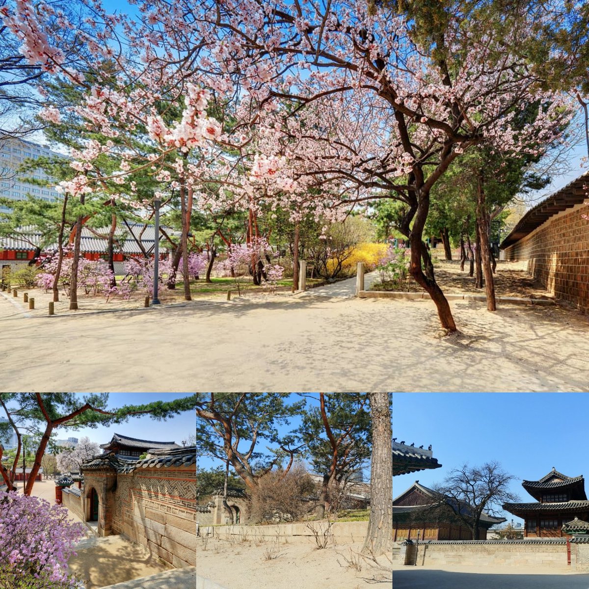 "꽃이 피는 건 힘들어도 지는 건 잠깐이더군" #선운사 에서 #최영미 잠시나마 #덕수궁 #봄 을 그려봅니다.  #시 #석조전 #석어당 #정관헌 #함녕전 #살구꽃 #겨울 #서울 #대한민국 #winter #spring #deoksugung #seoul #poem #visitkorea #jungdong