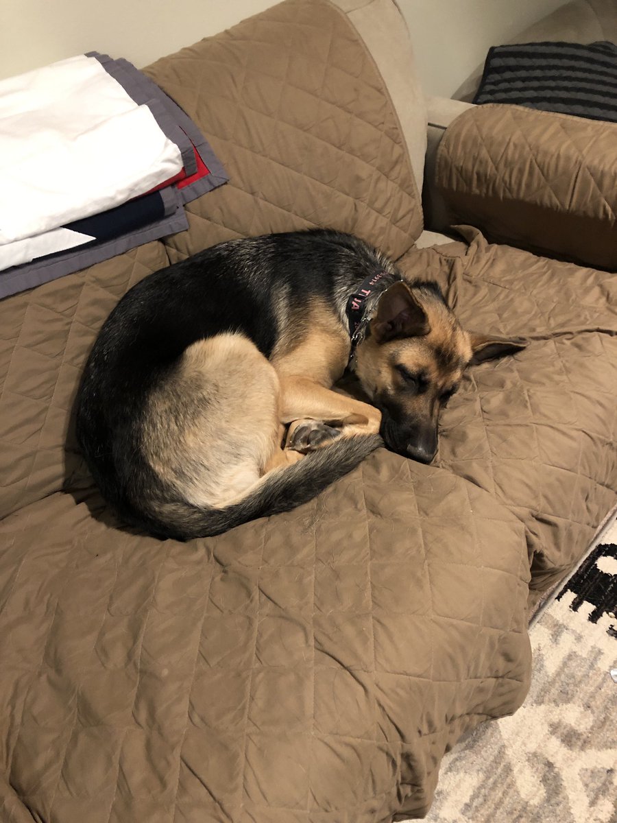 Samuel_Lerman's tweet photo. Teja can manage to fit on only one couch cushion and then take up an entire queen sized bed. #germanshepherdproblems https://t.co/utpbPo3MrF
