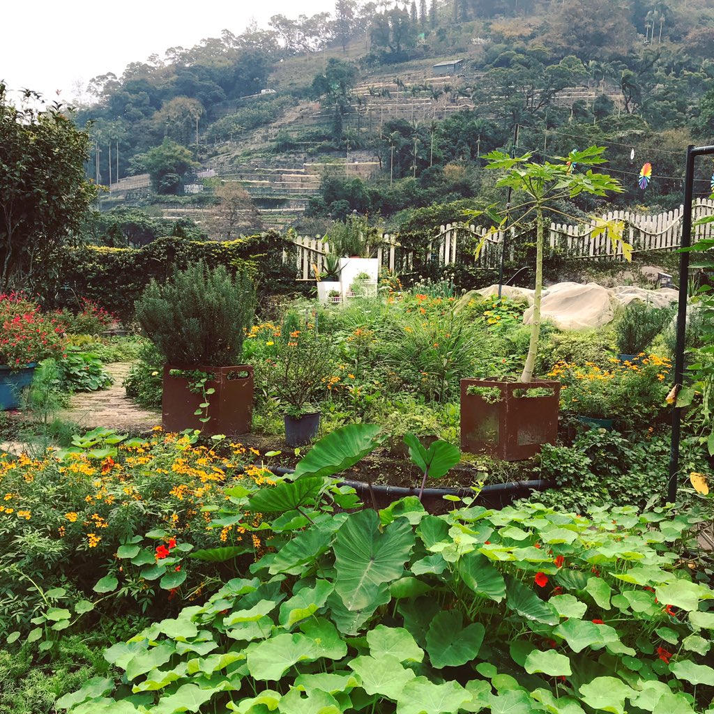 Savemeimwild's tweet photo. Eco-garden and Fruit Forest Projects, Kadoorie Farm #botanicgarden HongKong #bee #beekeeping #fruitforest #growingforbees #ecosystems #ecology #nature #beefriendly #beefriendlygarden #beefriendlyflowers #beefriendlygardening https://t.co/8OtSyOFMxj