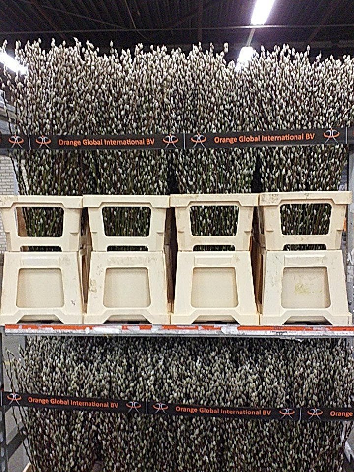 Vandaag nieuw op #royalflorahollandEelde OrangeSeasons met Salix Snow Flake in diverse lengtes