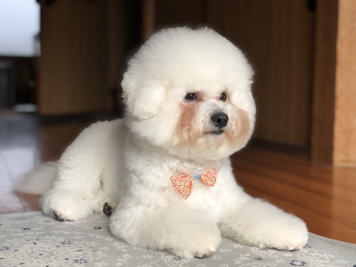 あ Cane シャンプーと炭酸スパでふわふわもふもふになりました 明日は ボサボサ ビションフリーゼ Bichonfrise トリミング あ Cane シャンプーと炭酸スパでふわふわもふもふになりました 明日は ボサボサ ビションフリーゼ Bichonfrise トリミング