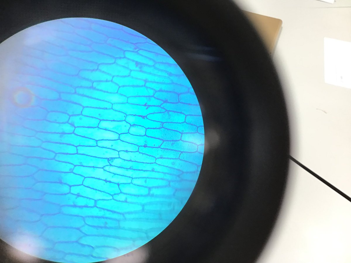 DIAB_Science's tweet photo. Some of our Grade 4 students ventured over to secondary today to learn more about cells as part of their Unit of Inquiry. We have some budding scientist and photographers in 4B. #DIABSciences #DIABBiology #DIABInquirers https://t.co/HfG860OxNc