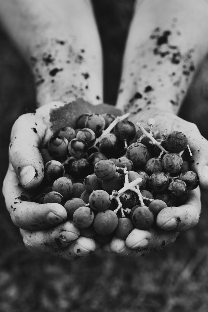 tafesa's tweet photo. SA produces 50% of Australia's wine—and we’re home to some of the oldest vines in the country! If you want to learn more about viticulture, check out our short course ‘Basic Winemaking’—you'll learn a range of handy skills &amp; have a grape time: https://t.co/MoxvUI11Tn #ichoosesa https://t.co/s6CBNF5BAK