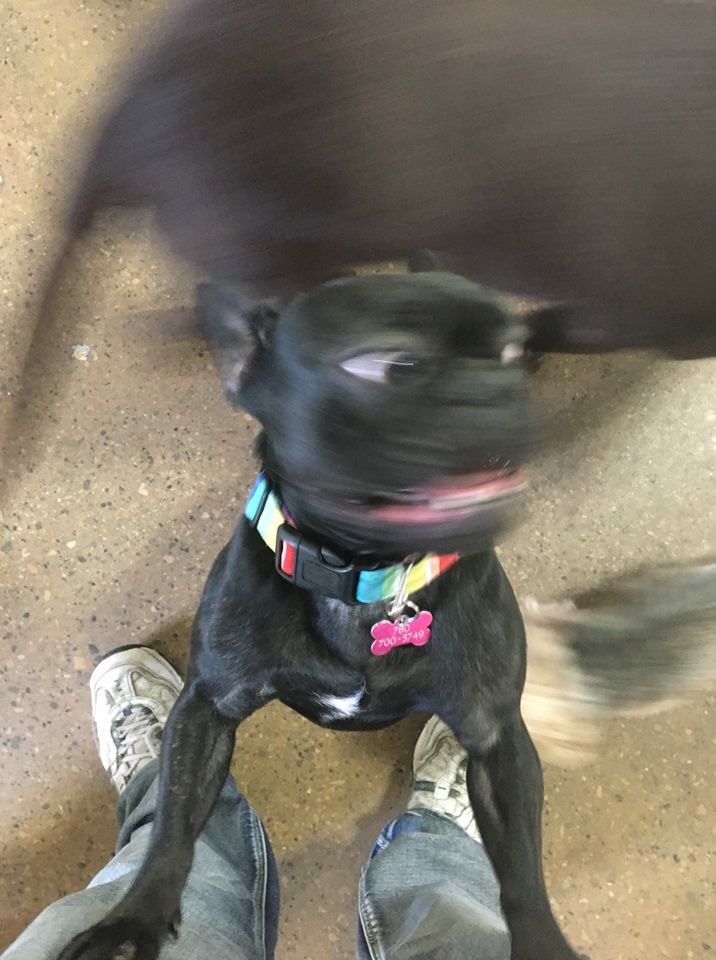 kyla_suess's tweet photo. @dadgremlin Not a meme but still some good dog content https://t.co/CjF1sUDqOa