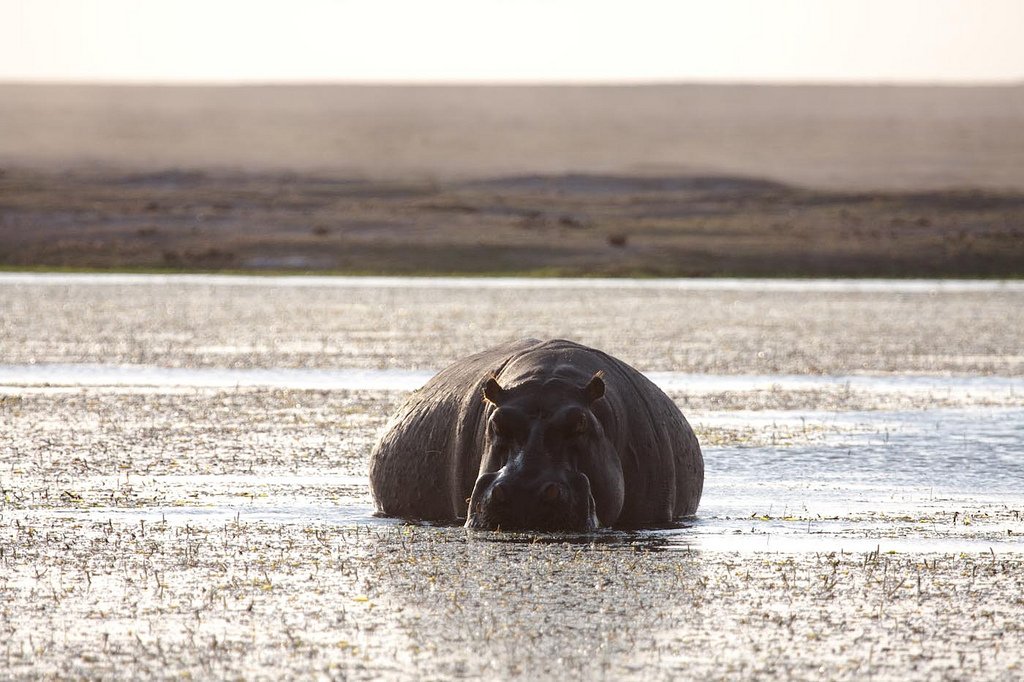 The first epic road trip we did was to Tiwi, via Amboseli and Tsavo. The idea was floated on a Saturday, discussed on a Sunday, and come Monday, we left Nairobi. This was in September 2009.We called it Wrong Way Down.Our first night was in Amboseli. https://flic.kr/s/aHsjojWL19 