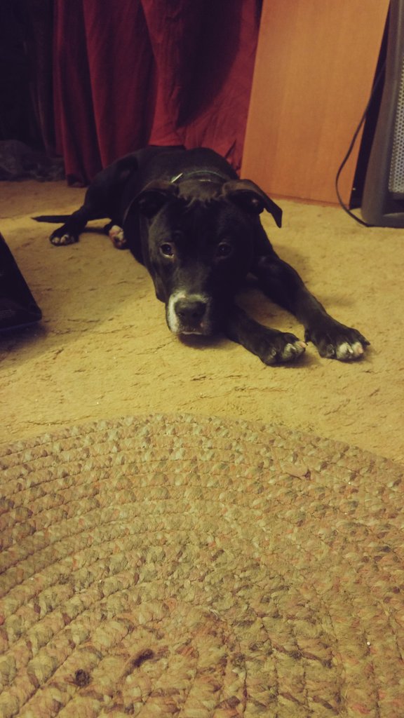 Moose just chillin n watching tv in the living room. Very focused on this movie. Such a derp. Lol.. #pitbulldad #adoptnotshop https://t.co/z27L8sMGRu