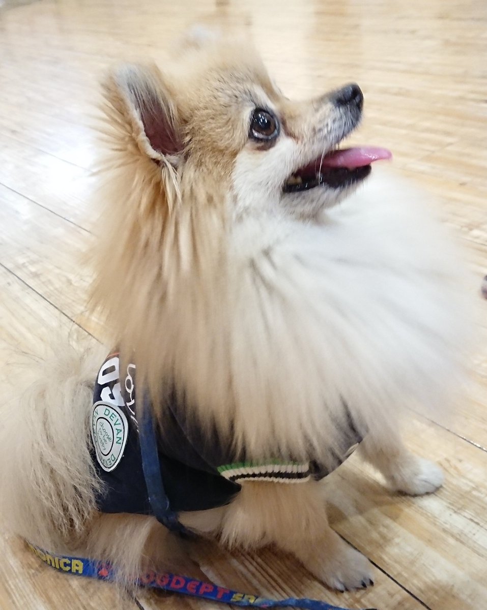 2009DEVAN's tweet photo. こんにちは、ヴィーナスフォートよりわんちゃんの紹介です🤗✨
赤いパーカーはりんちゃん DEVAN
スカートとコーディネートしてくれてます😍とても可愛いです♥️
紺パーカーはりきくん横顔しか撮れなくて残念ですが💦おめめクリクリのイケワンです😍✨色違いでとっーても可愛いかったです。#DEVAN https://t.co/Ag15yjDcgI