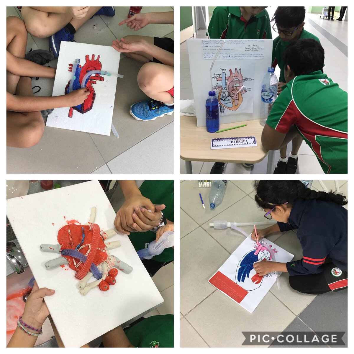 DIAB_Grade5's tweet photo. Grade 5 creating a working model of the heart showcasing how oxygenated blood from lungs enters the left atrium and deoxygenated blood enters from the body. #diabgrade5 #collaboration #ciculatorysystem #ibpyp https://t.co/uhMLIsAmHv