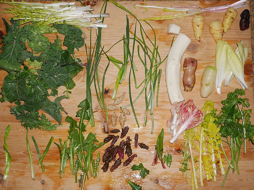 s_barstow's tweet photo. This week's harvest from garden (about 15 species including first Hablitzia shoots!), house and cellar (15) for the year's first #ExtremeSalad, the H for Hablitzia salad! Today it's a maximum -7C with deep snow here! https://t.co/5I8KZo7Zy0