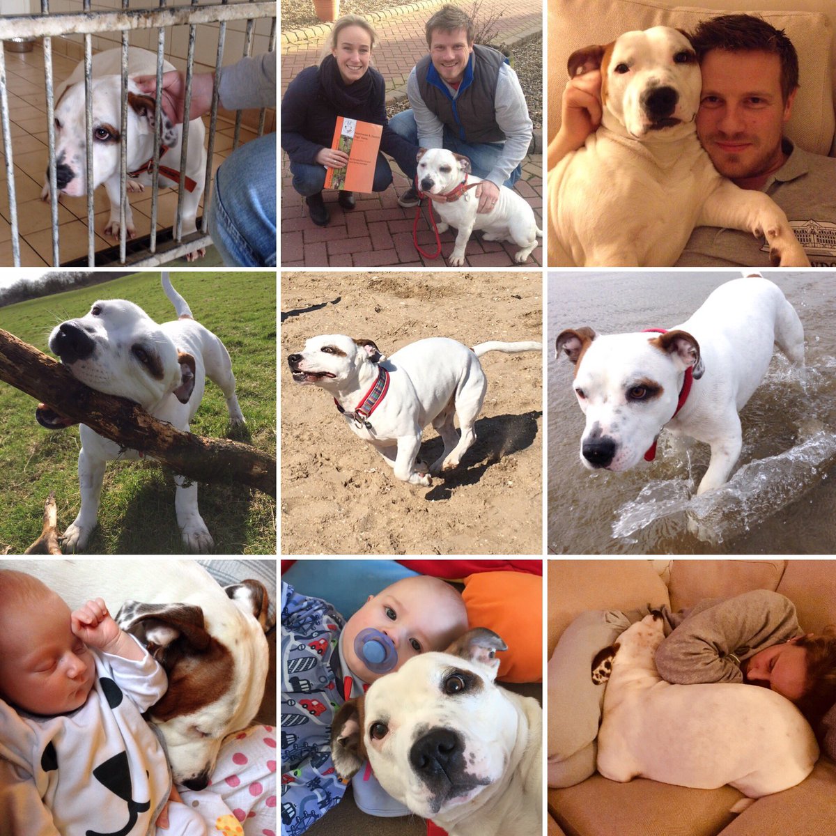 BethEgg's tweet image. Four years ago today this pup tumbled into our lives. Happy Gotcha Day Douglas! We couldn’t love you more. Thank you to everyone @manchdogs who cared for him before we brought him to his forever home. 🐶💕 @DaveEdgy #staffordshirebullterrier #adoptdontshop