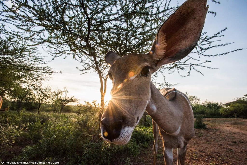Sala is a little ray of sunshine! Rescued after tourists found her all alone, she is growing up at our Kaluku Field HQ alongside fellow kudu Sabassa and waterbucks Baraka and Zinga. We will raise this very sweet girl until she’s ready to return to a wild life.