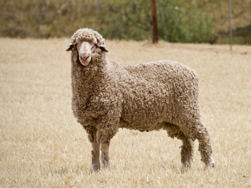 BaderlooSRS's tweet photo. High Fleece Weight and High Growth!!
Being in the top 5% for ycfw and top 5-10% for growth this ram will breed you a true dual purpose merino.
170080
β ycfw top 5%
β wwt, pwwt, ywt top 5-10%
β yemd top 30%
β ysl top 5-10%
Semen Available
#srsmerino #asbv #traitleaders https://t.co/O4BMhHBdDb