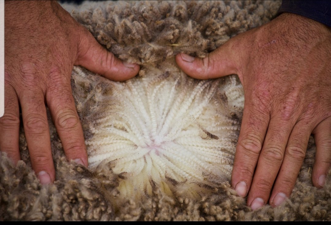 BaderlooSRS's tweet photo. High Fleece Weight and High Growth!!
Being in the top 5% for ycfw and top 5-10% for growth this ram will breed you a true dual purpose merino.
170080
β ycfw top 5%
β wwt, pwwt, ywt top 5-10%
β yemd top 30%
β ysl top 5-10%
Semen Available
#srsmerino #asbv #traitleaders https://t.co/O4BMhHBdDb