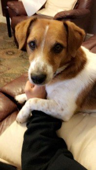 Missing Pets GB tweet media
