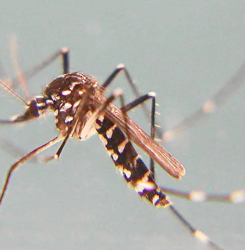 MontaudPro's tweet image. Creative mosquitos at  #EDFutur by
#BruceDickinson. His analogy between ideas and mosquitos is brilliant. #Ideas, as well as mosquitos, are (almost) invisible in the room, they bite you in any place, with no obvious reasons ! #Ideation