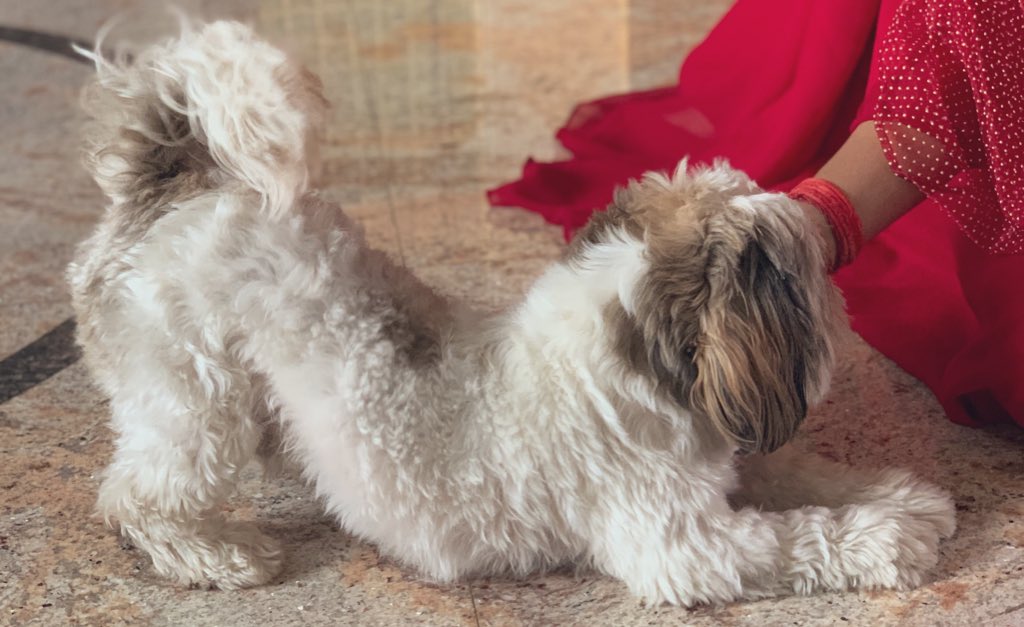 harshijs's tweet image. Ya’ll can’t even flex like my dog #movemove #kingshere #fattyboo #ladoo #yogateacher