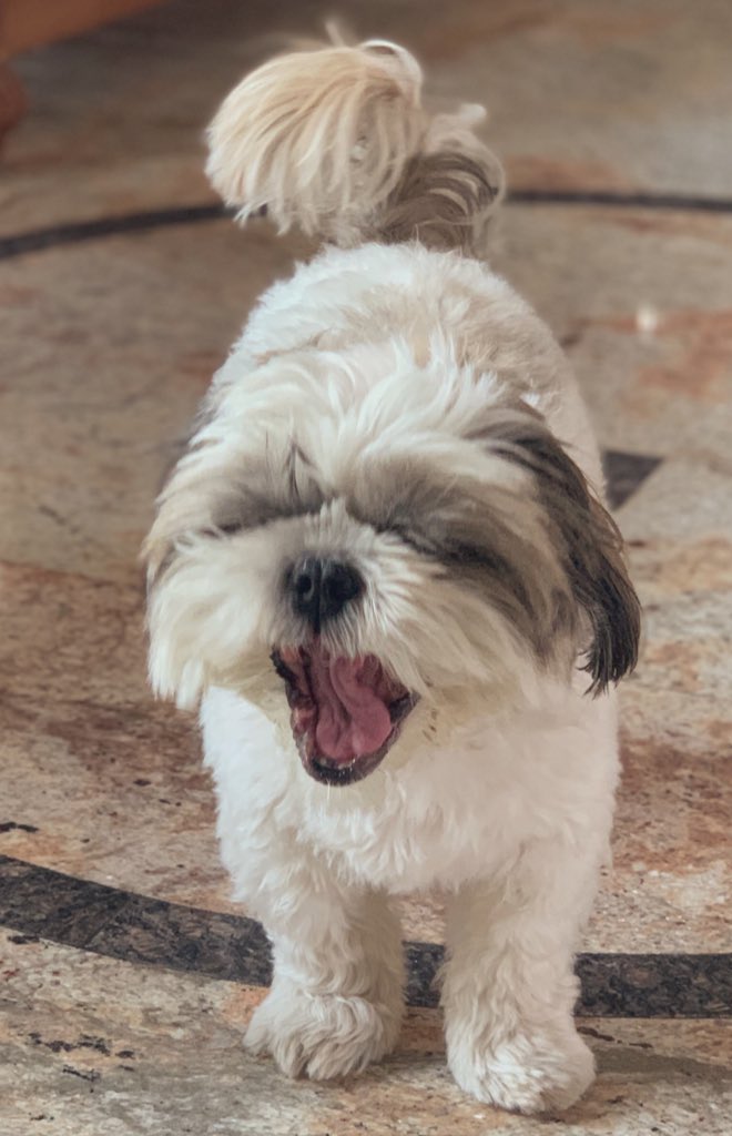 harshijs's tweet image. Ya’ll can’t even flex like my dog #movemove #kingshere #fattyboo #ladoo #yogateacher