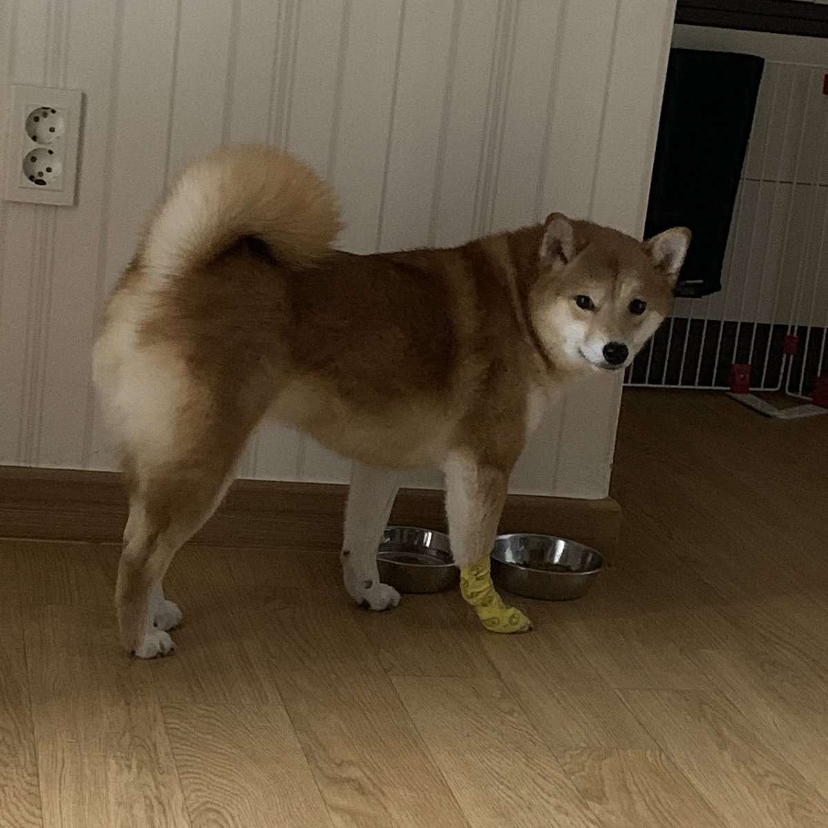 단풍이랑 산책 하면서 우다다 하다가 손톱 뽀개진 밤 ㅠㅠㅠㅠ 다음부턴 조심해 혼나 ㅠㅠㅠㅠ