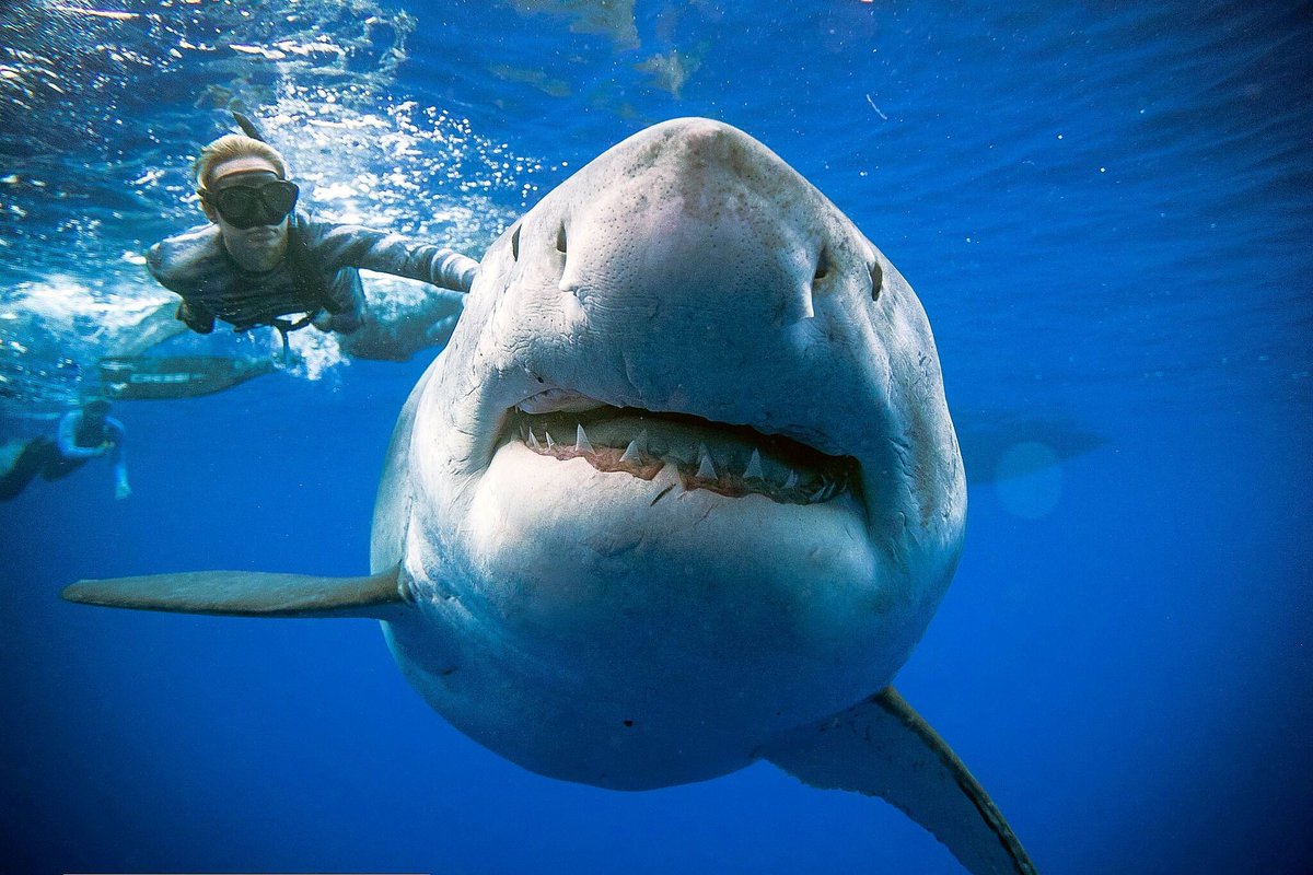 BenJonesPicEd's tweet photo. ...we're gonna need a bigger boat

A shark said to be 'Deep Blue', one of the largest recorded, swims offshore Hawaii
Photo via @Reuters https://t.co/cxCAn98Rwj