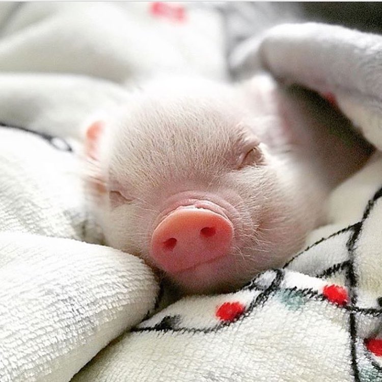 Доброе утро поросенок. Спящий поросенок. Спящие поросята. Свинка спит. Поросеночек спит